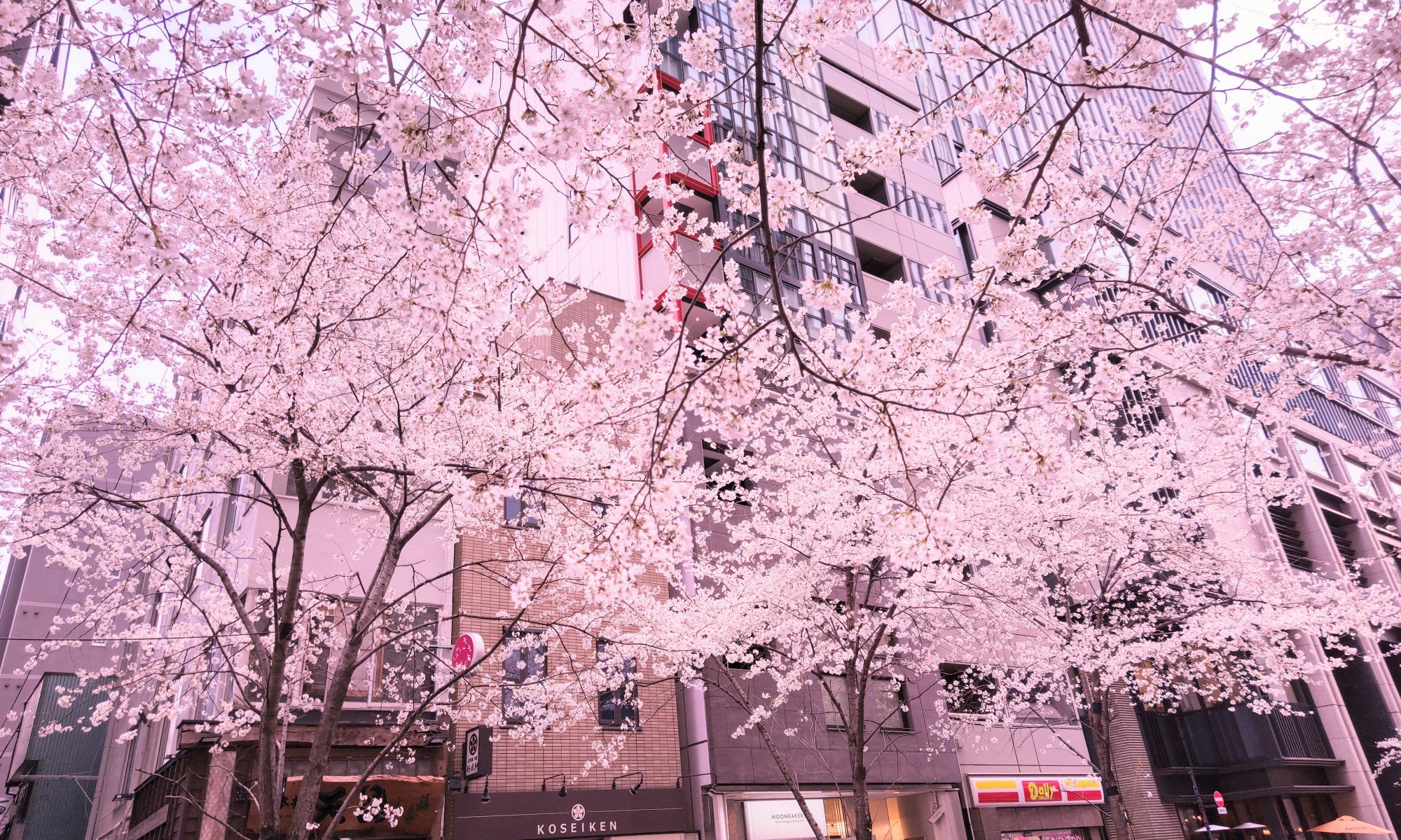 江戸桜通り コロナ後を見据えて ホスピタリティマネジメント株式会社